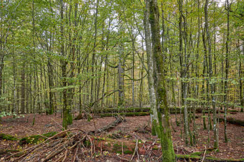 Gemeinde Bayerisch_Eisenstein Landkreis Regen Hans-Watzlik-Hain Baumriese (Dirschl Johann) Deutschland REG